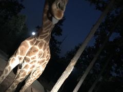 -清迈夜间动物园
