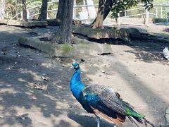 -哈尔滨北方森林动物园