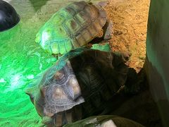 -萌宠奇缘(荣鼎店)