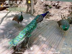 -欢乐松鼠谷