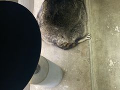 -浣熊柯尔鸭土拨鼠·电玩咖