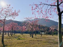 -风云岭森林公园