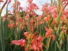 -桤木河湿地公园