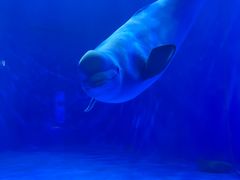 -多彩贵州城极地海洋世界