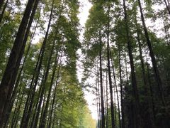 -山王坪喀斯特国家生态公园