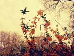 -洛阳市隋唐城遗址植物园
