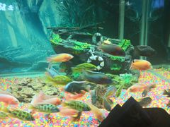 -秦皇岛新澳海底世界