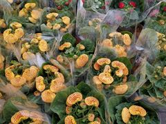 -龙大花卉苗木市场