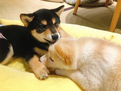 -逗柴咖啡屋·狗咖猫咖宠物桌游