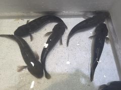 -白沙码头海鲜广场