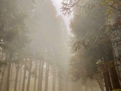 -武陵山森林公园