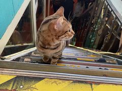 -猫小院猫主题咖啡厅(北锣店)