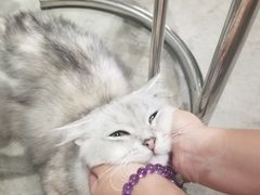 -浣熊柯尔鸭土拨鼠·电玩咖
