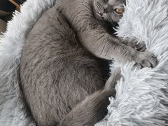 -Catmate·猫肥家润(金润铂宫店)