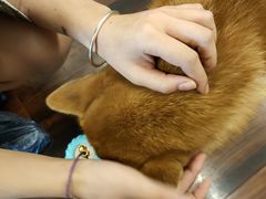 -豆柴町-柴犬主题狗咖(红鼎国际C座店)