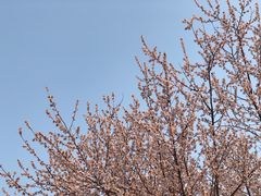 -首都师范大学科德学院