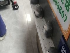 -半岛宠物医院24小时(白果林店)