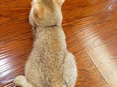 -浅草猫吧猫咖 购宠桌游 约会社交(红鼎国际名苑店)