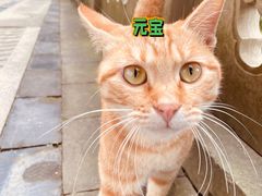 -关岳庙