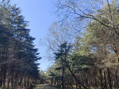-日照海滨国家森林公园