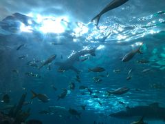 -瑞普利水族馆