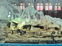 -帝企鹅自助餐厅•儿童岛•真企鹅(长隆企鹅酒店)