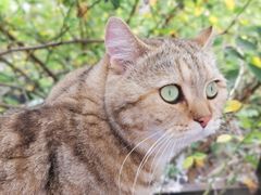 -喵屿·大理花园猫咖