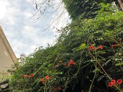 -台儿庄古城