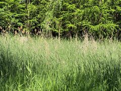 -昆山城市生态森林公园