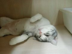 -美美宠物诊疗中心·异宠·骨科(滨江东信分院)