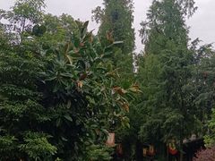 -青羊宫