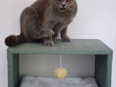 -有猫主题·治愈系猫咖(曾厝垵店)