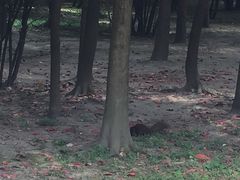 -四川大学(望江校区)