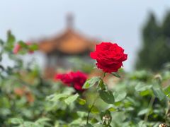 -北京十三陵国家森林公园蟒山景区