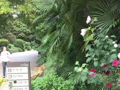 -雁南飞茶田景区