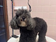 -FAELING PETS美天灵宠物(富力广场店)