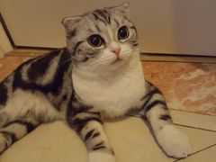 -北京观赏动物医院·24小时大型综合·猫专科·异宠专科