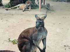 -深圳野生动物园