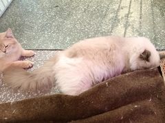 -大型宠物商超·宠海王国·宠物猫狗活体·用品·美容(新世界百货重庆店)