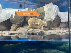 -海合安武汉极地海洋公园