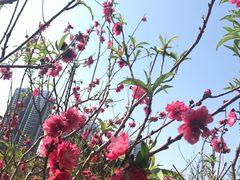 -广东花都湖国家湿地公园