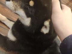 -豆柴町-柴犬主题狗咖(红鼎国际C座店)