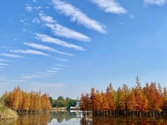 -白鹭湾湿地公园