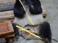 -海南热带野生动植物园