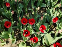 -瑶湖郊野森林公园