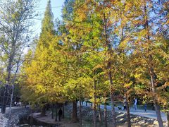 -白水寺森林公园