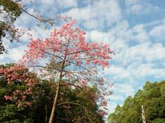 景点-火炉山森林公园