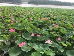 -大兴滨河森林公园