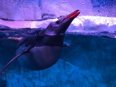 -暹罗海洋世界