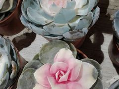 -AEON永旺(东方宝泰店)